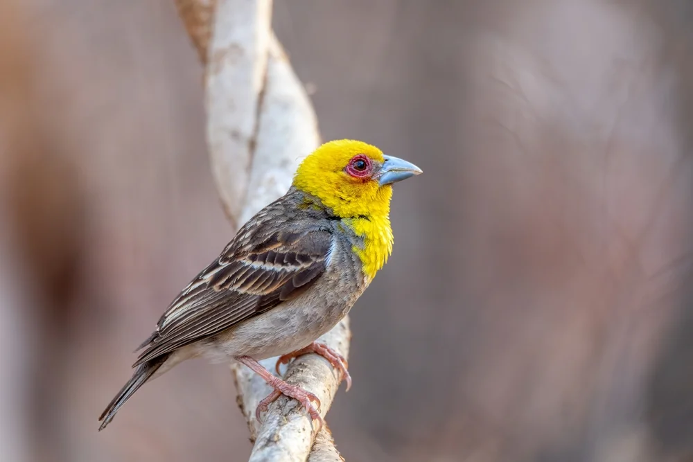 Sakalava-Weber (Ploceus sakalava)