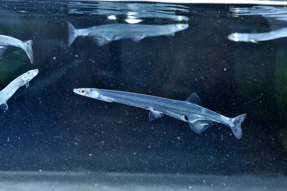 Salangichthys microdon (Sakesphorus luctuosus)