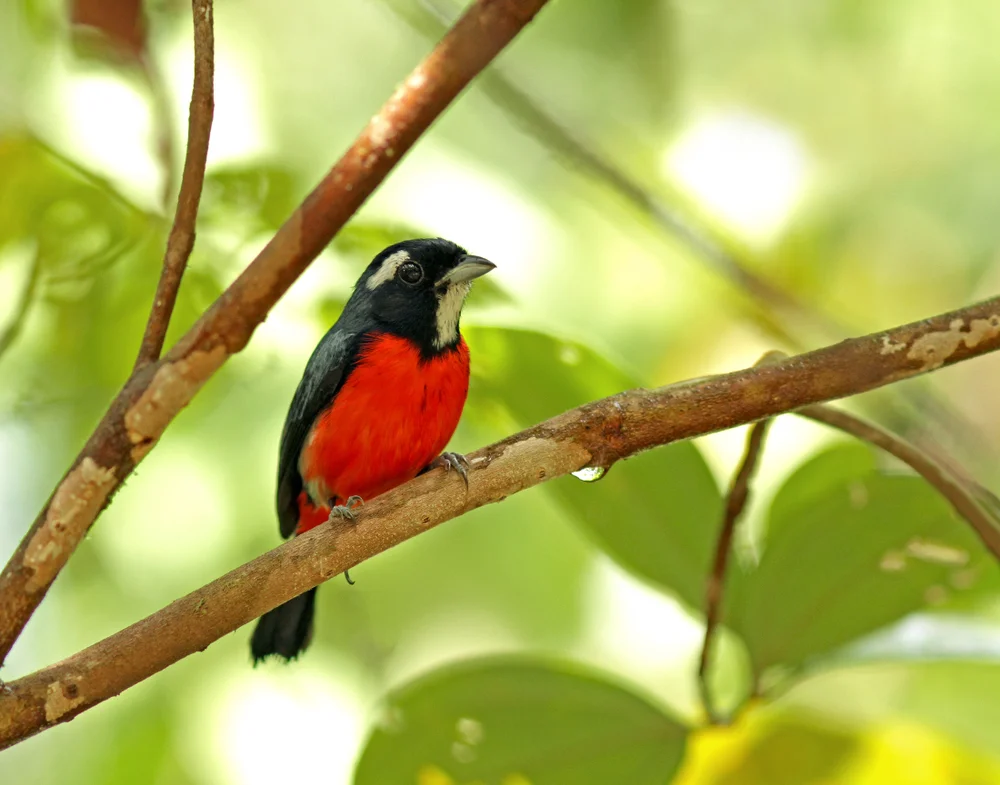 Sallés Granatellus (Granatellus sallaei)