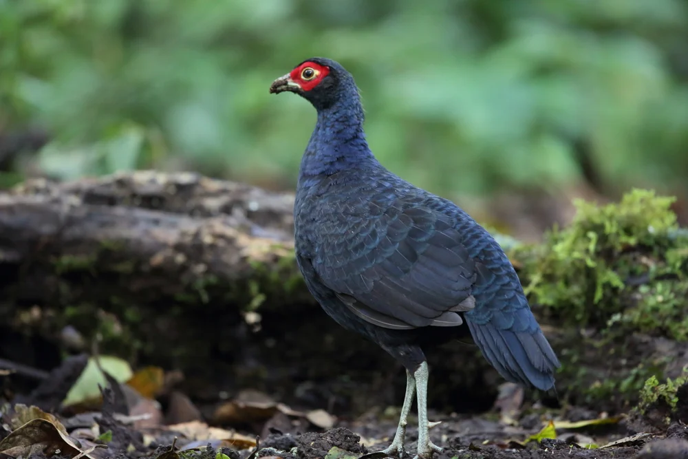 Salvadori-Fasan (Lophura inornata)