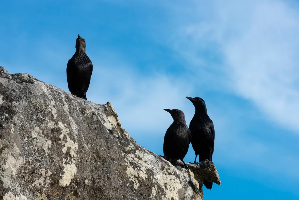 Salvadori-Stare (Onychognathus salvadorii)