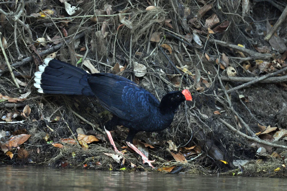 Salvins Hokko (Mitu salvini)