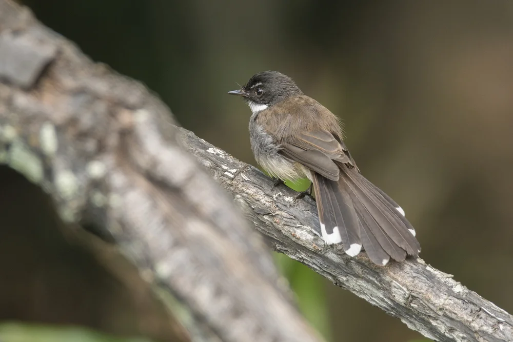 Samar-Fächerschwanz (Rhipidura rufiventris)