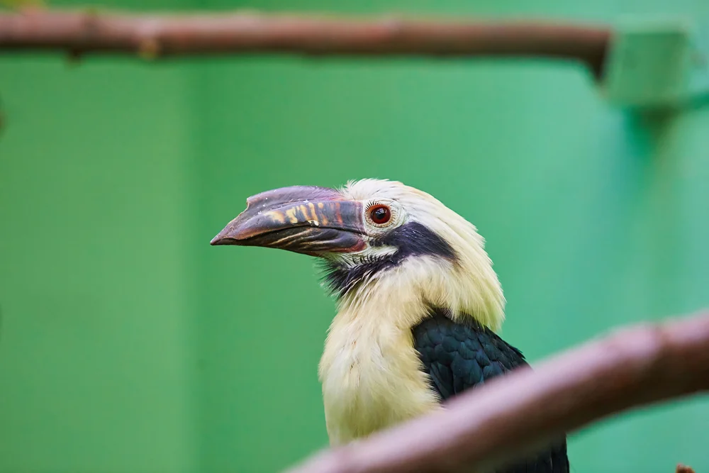 Samar-Hornvogel (Penelopides samarensis)