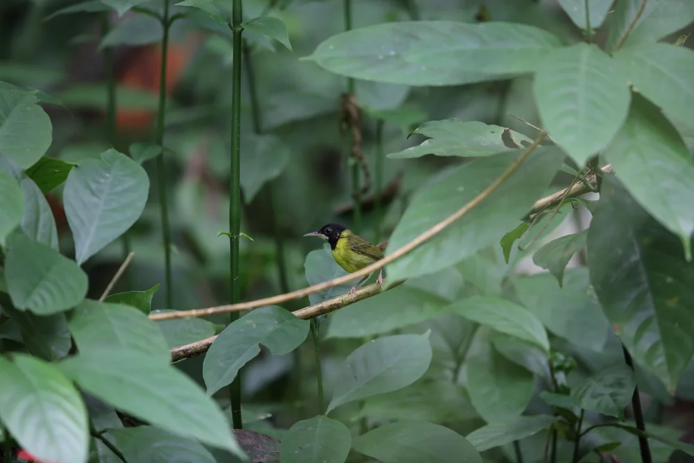 Samar-Schneidervogel (Orthotomus samarensis)
