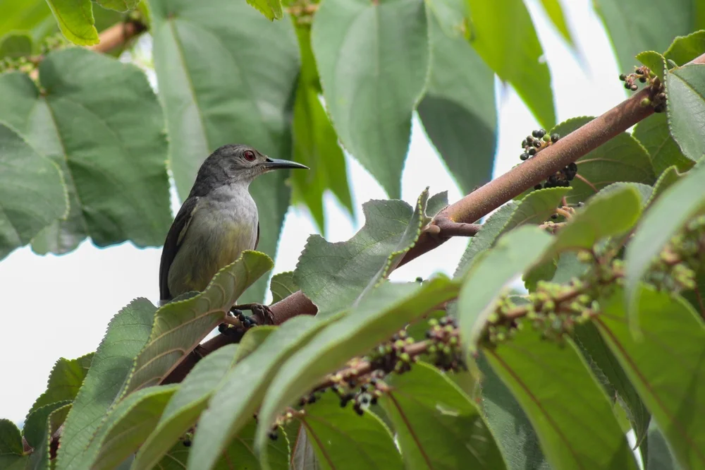 Sambesi-Honiganzeiger (Prodotiscus zambesiae)