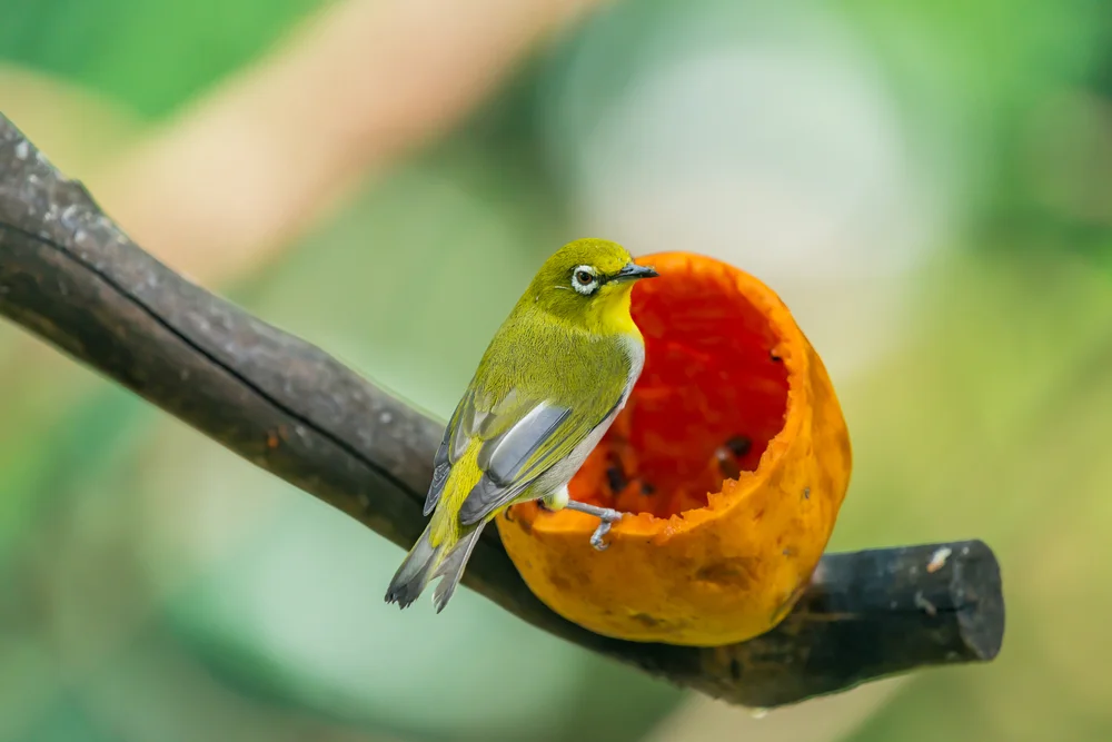 Samoa-Brillenvogel (Zosterops semoensis)