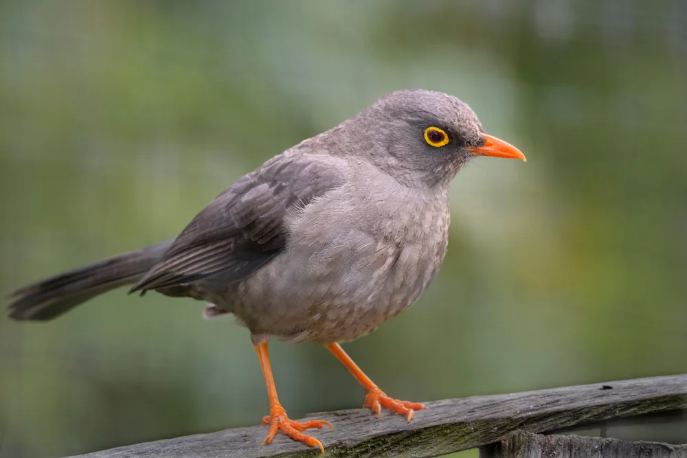 Samoa-Drossel (Turdus fuscater)