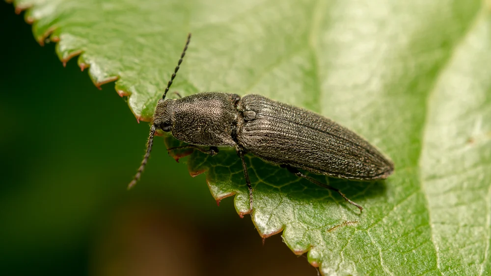 Velvet,Click,Beetle,(lat.,Agriotes,Pilosellus),On,The,Green,Leaf