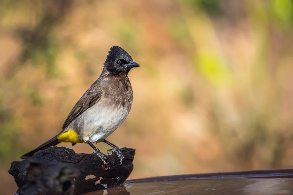 Samtdickschnabel (Pycnonotus capensis)