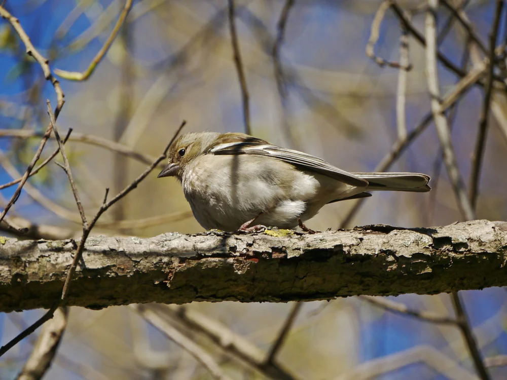 Samtglanzstar (Sturnus sericeus)
