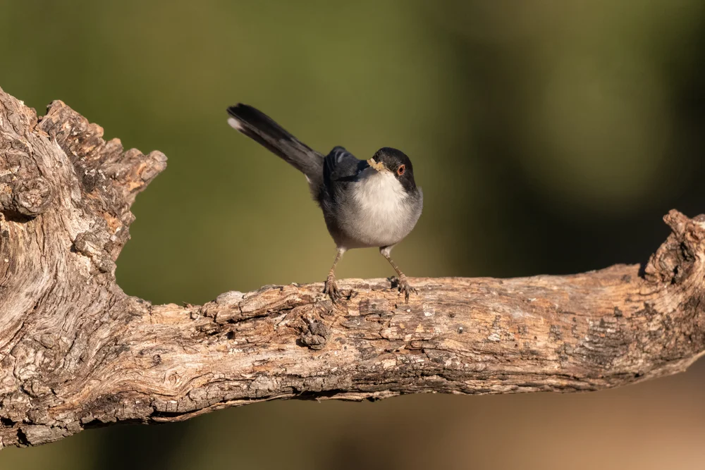 Samtkopf-Grasmücke (Sylvia melanocephala)
