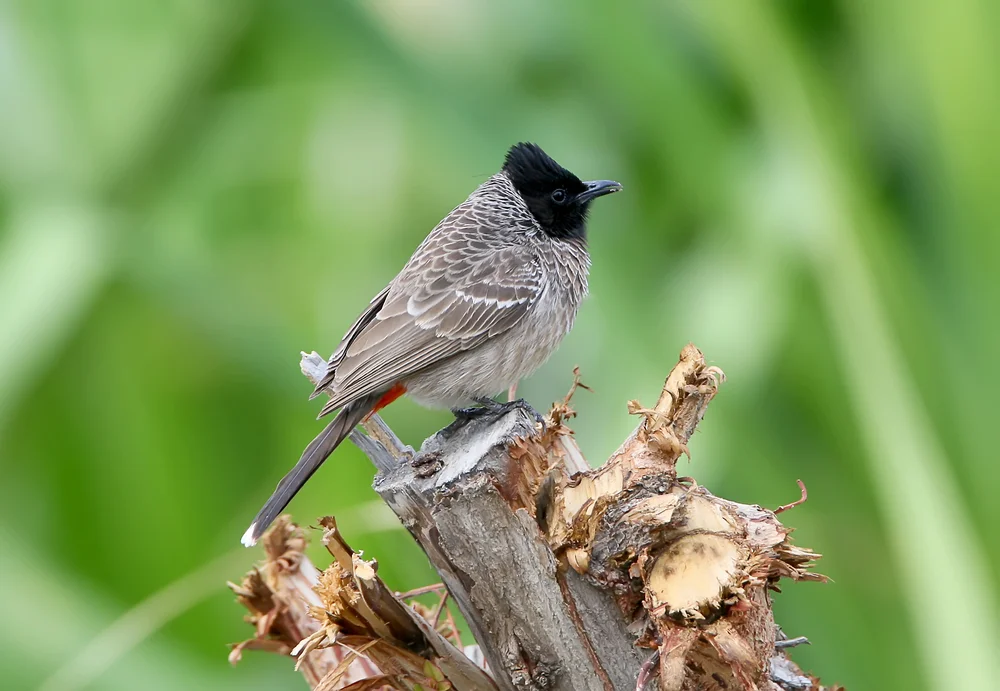 Samtsdickschnabel (Pycnonotus cafer)