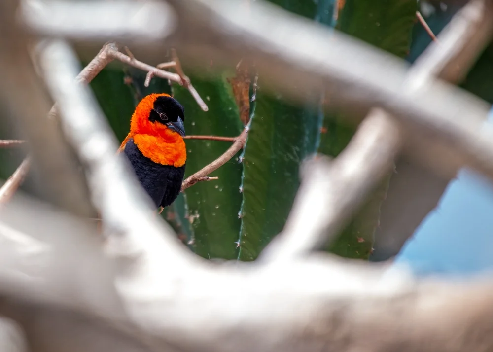 San Francisco Brushfinch (Arremon franciscanus)