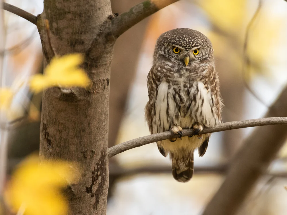 Sanchez' Zwergkauz (Glaucidium sanchezi)