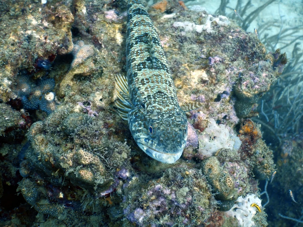 Sand-Fisch (Schwarzbauch-Wels)