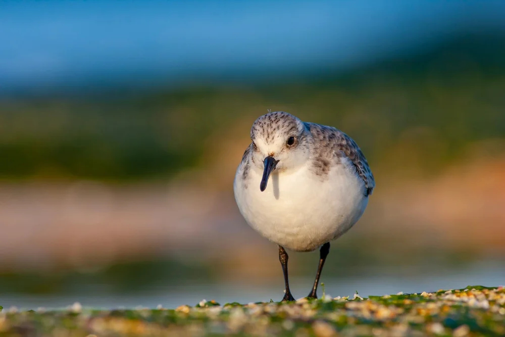 Sanderling