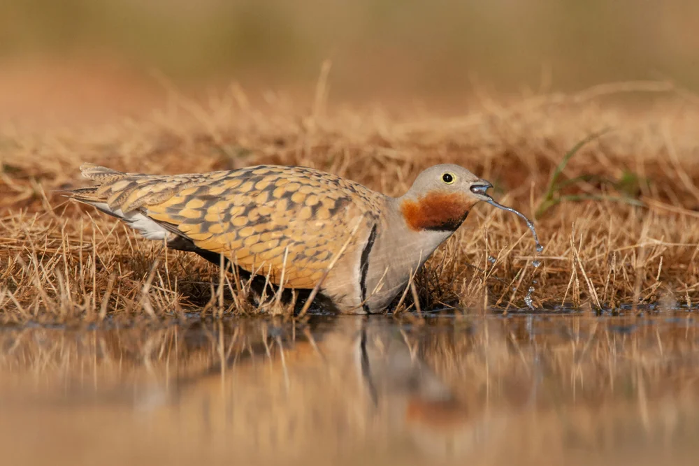 Sandflughuhn (Pterocles orientalis)