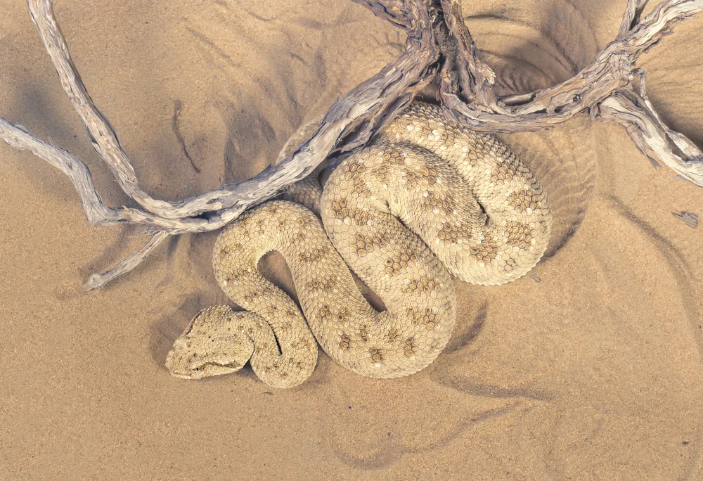 Sandviper (Cerastes vipera)