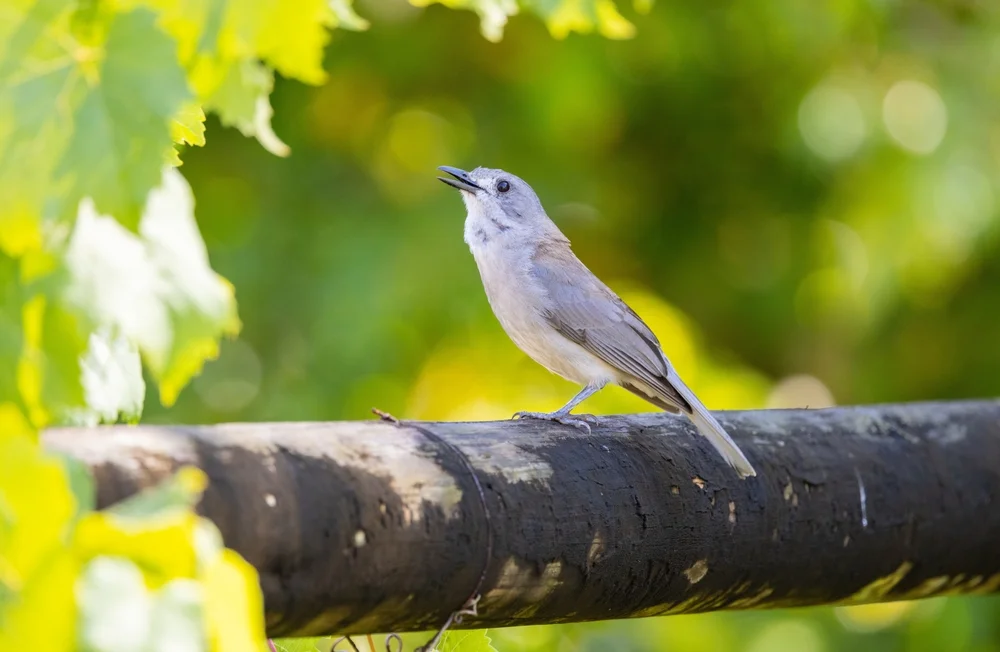 Sangihe-Blaukrähe (Coracornis sanghirensis)