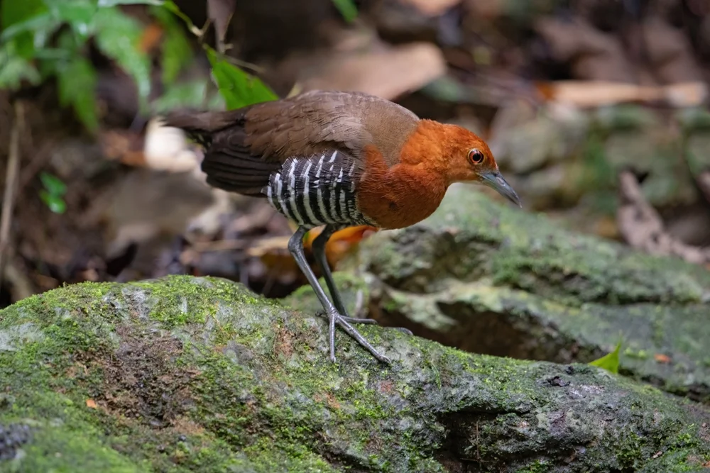Sangihe-Ralle (Rallina eunzonoides)