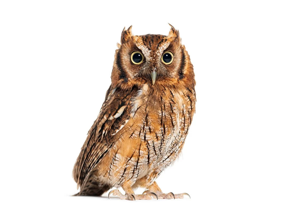 Santa-Catarina-Kreischeule (Megascops sanctaecatarinae)