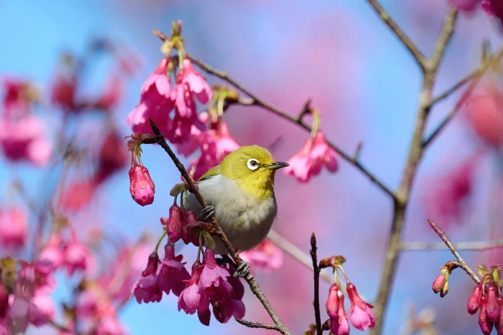 Santa Cruz-Brillenvogel (Zosterops semiflavus)