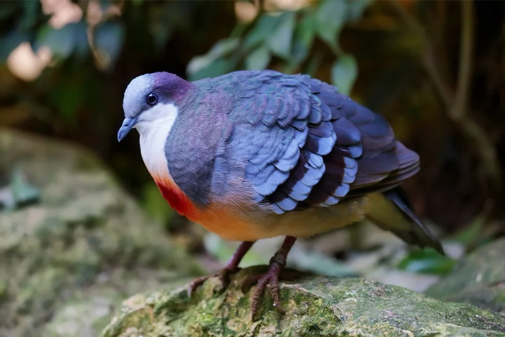 Santa Cruz-Fruchttaube (Gallicolumba sanctaecrucis)