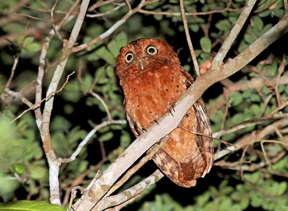 Santanas Zwergohreule (otus ireneae)