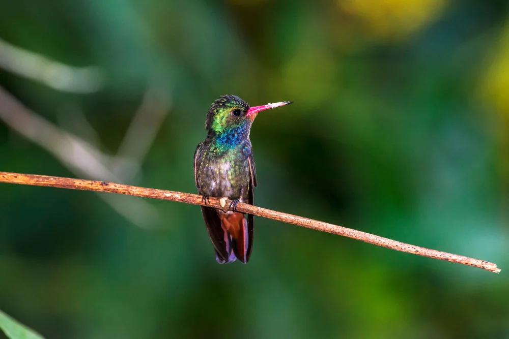 Saphir-Brillantkolibri (Hylocharis sapphirina)