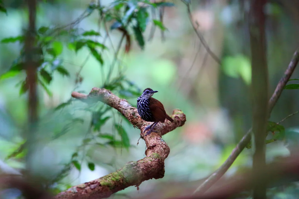 Satin-Schopftaube (Ptilocichla mindanensis)