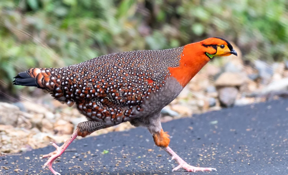Satyr-Tragopan (Tragopan satyra)