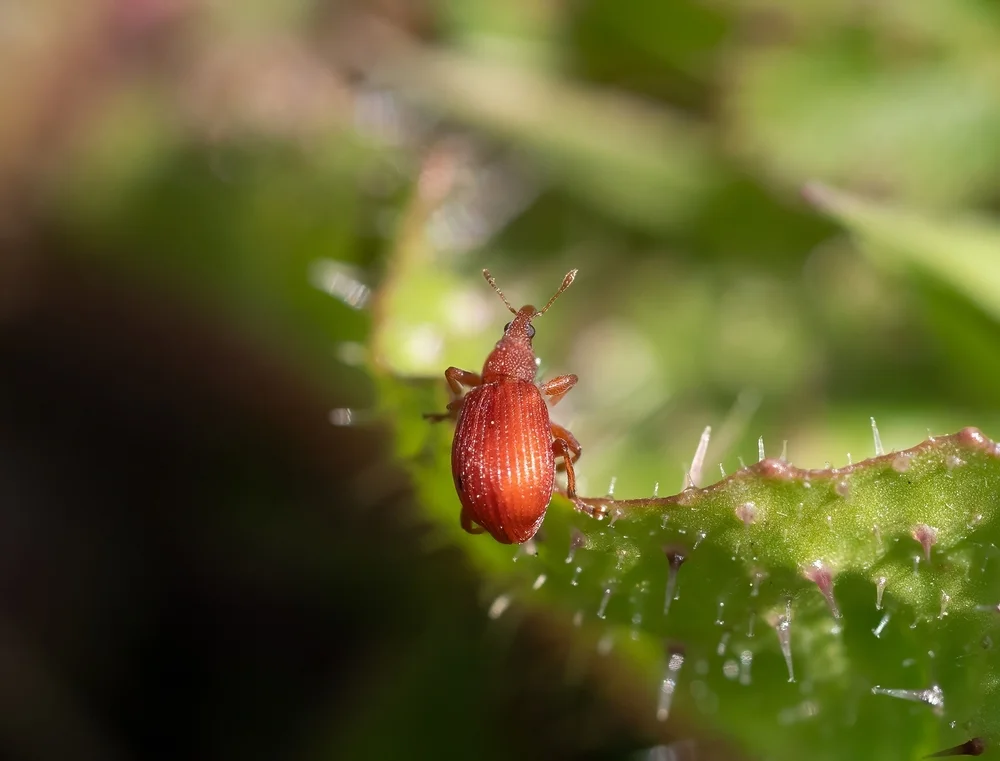 Sauerampfer-Spitzmausrüssler