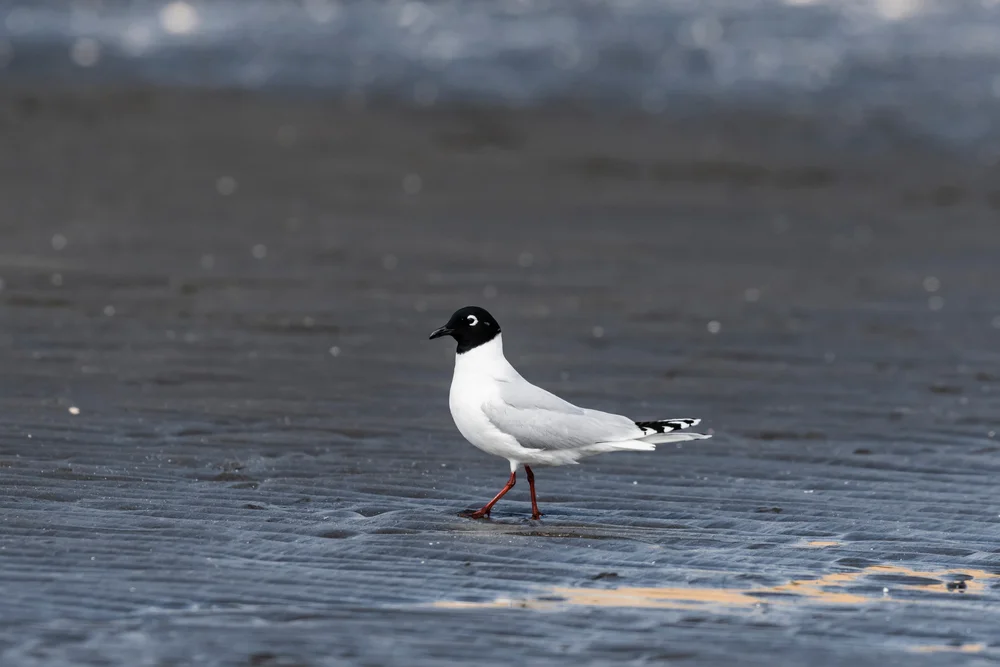 Saunders' Möwe (Chroicocephalus saundersi)