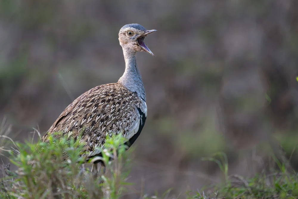 Saviles Trappe (Lophotis savilei)