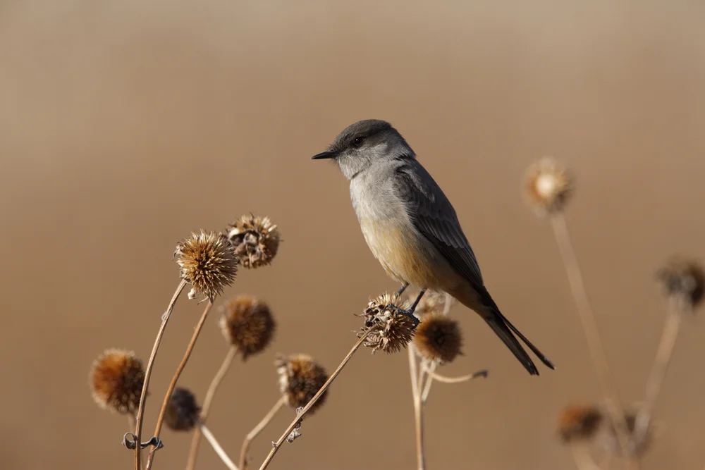 Say-Phoebe (Sayornis phoebe)