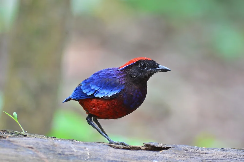 Scharlach-Ameisenpitta (Erythropitta granatina)