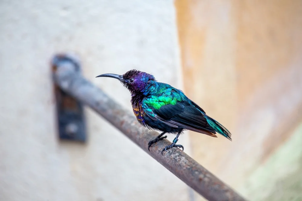 Scharlachbauch-Nektarvogel (Cinnyris coccinigastrus)