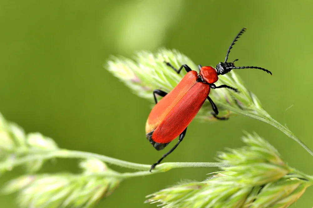 Scharlachroter Feuerkäfer