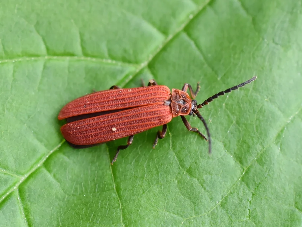 Scharlachroter Netzkäfer