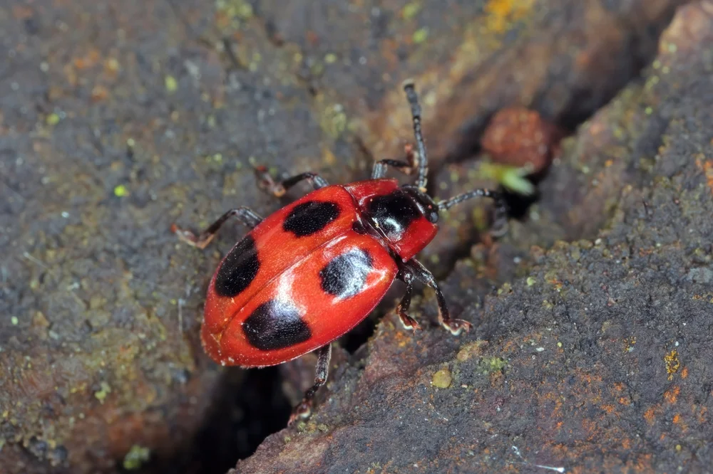 Scharlachroter Stäublingskäfer