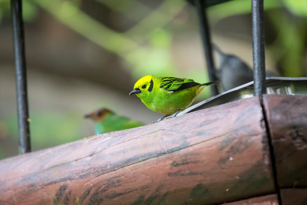 Scharlachtangare (Tangera florida)