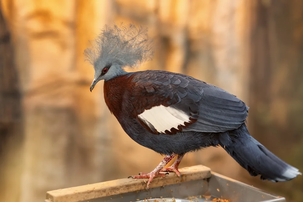Scheepmakers Fruchttaube (Goura scheepmakeri)