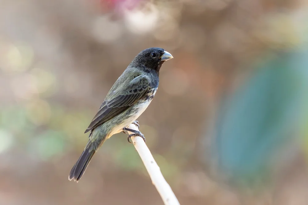 Schiefer-Saatknospf (Sporophila schistacea)