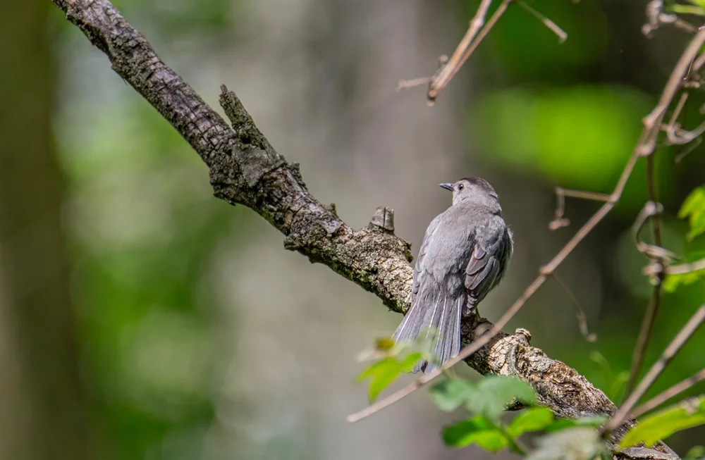 Schieferkehlchen-Grasmücke (Polioptila schistaceigula)