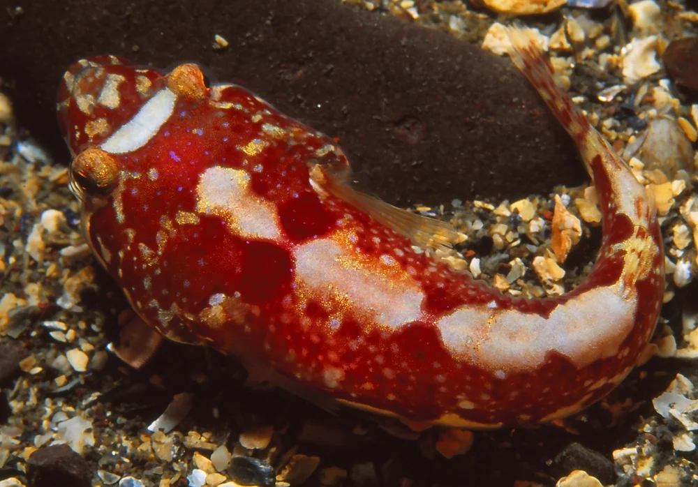 Schiefmund-Schwimmgrundeln (Gobiesocidae)