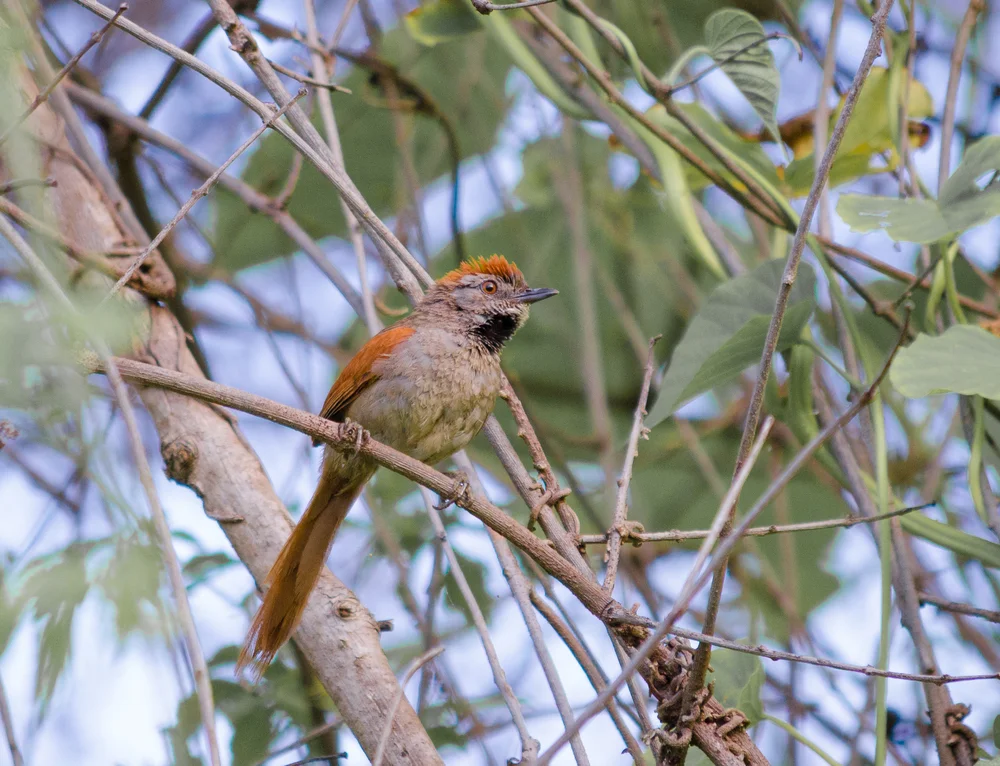 Schild-Dornensteiger (Synallaxis scutata)