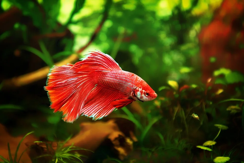 Schillernder Kampffisch (Betta splendens)