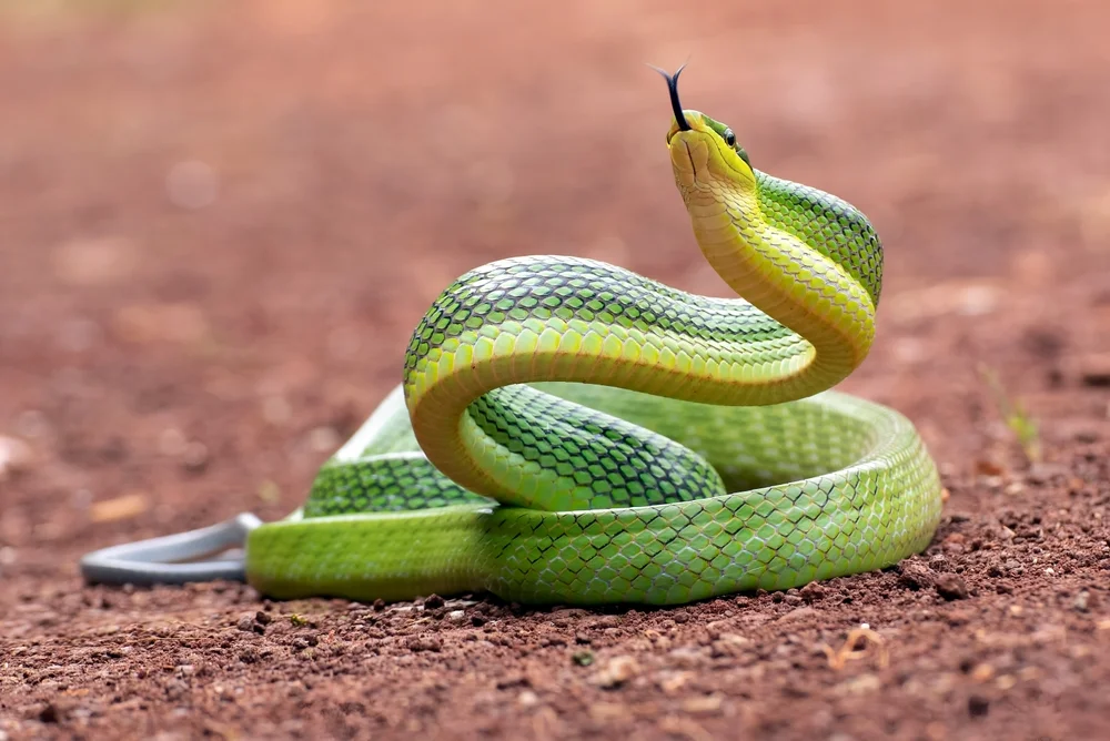 Schlangen (Serpentes)