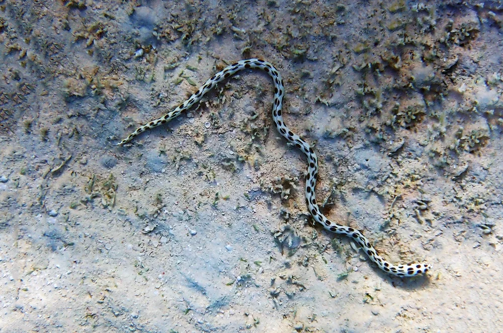 Schlangenaale (Ophichthidae)